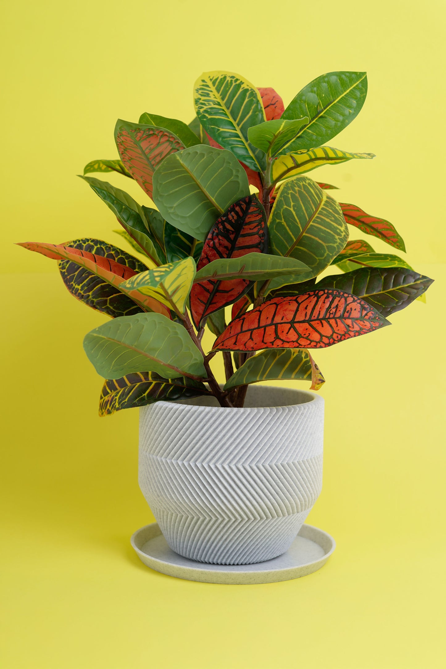 THE VECTOR PLANTER (SMALL)