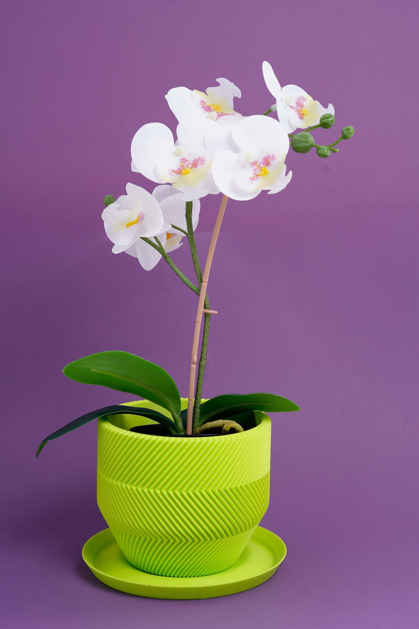 THE VECTOR PLANTER (SMALL)