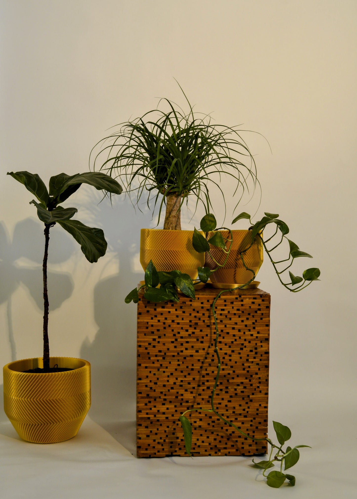 THE VECTOR PLANTER (X-LARGE)